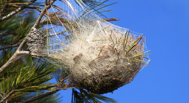 Nid de chenilles processionnaires dans un pin