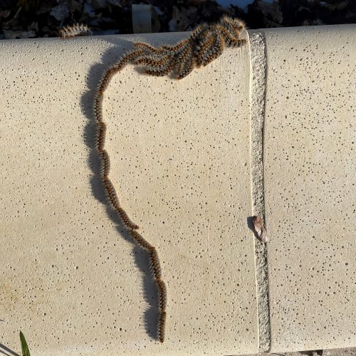 Chenilles processionnaires en procession au sol